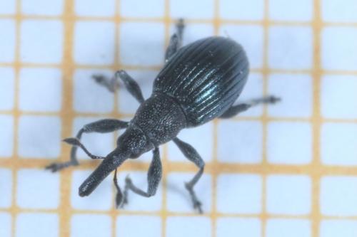 Aspidapion validum